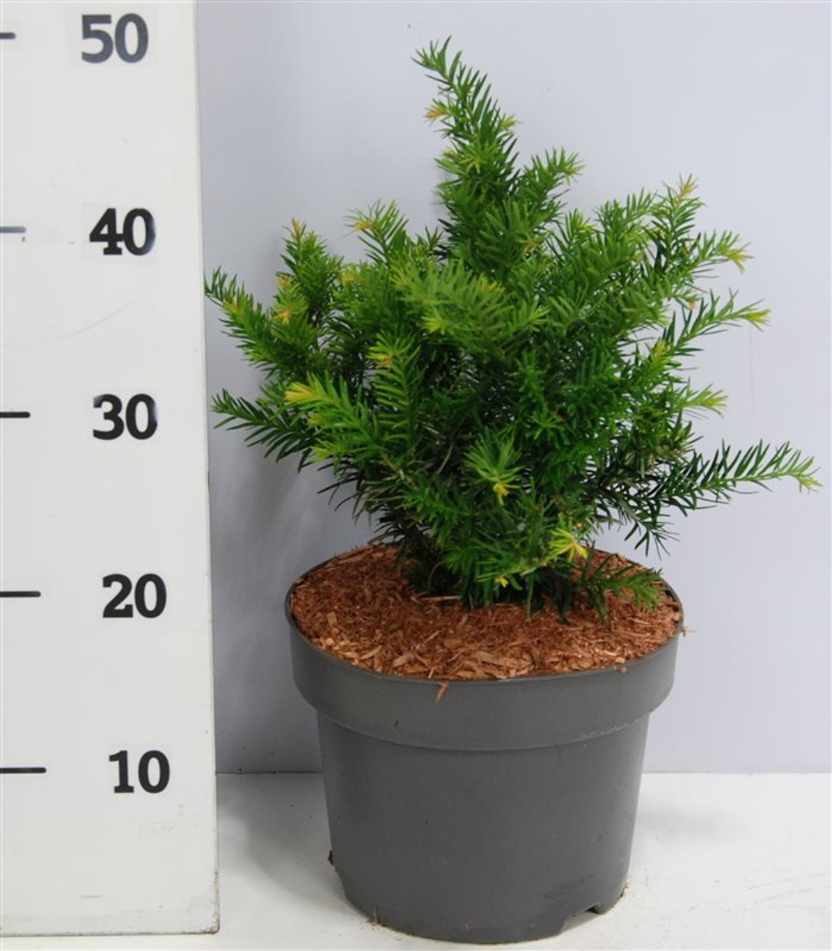 Idegran – Taxus baccata 'Repandens' - C5 25-30 cm.